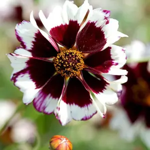 UK/FO-COREOPSIS Incredible! Swirl - image 2