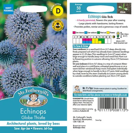 UK/FO-ECHINOPS Globe Thistle - image 1