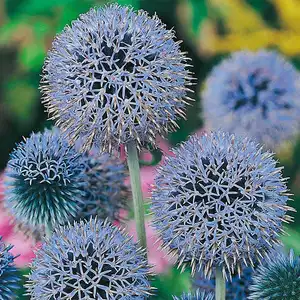 UK/FO-ECHINOPS Globe Thistle - image 2
