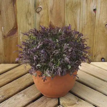 UK/FO-MUSTARD Oriental Ruby Streaks - image 2