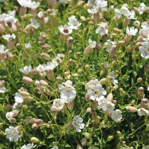 UK/FO-NH-Sea Campion - image 3