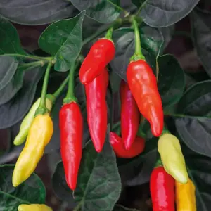 UK/FO-PEPPER (Hot) Tabasco - image 2