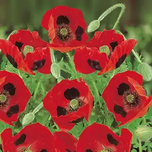 UK/FO-POPPY Ladybird - image 2