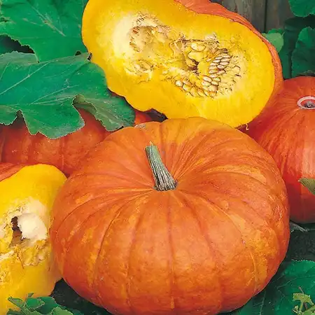 UK/FO-PUMPKIN Rouge vif d'Etampes - image 2