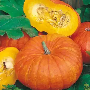 UK/FO-PUMPKIN Rouge vif d'Etampes - image 2