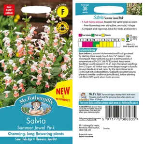 UK/FO-SALVIA Summer Jewel Pink - image 1