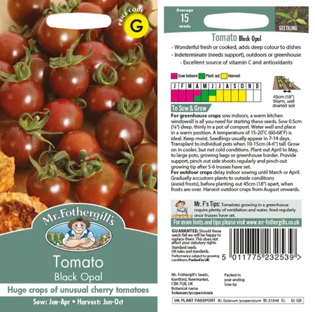 UK/FO-TOMATO Black Opal - image 1