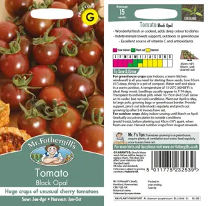 UK/FO-TOMATO Black Opal - image 1