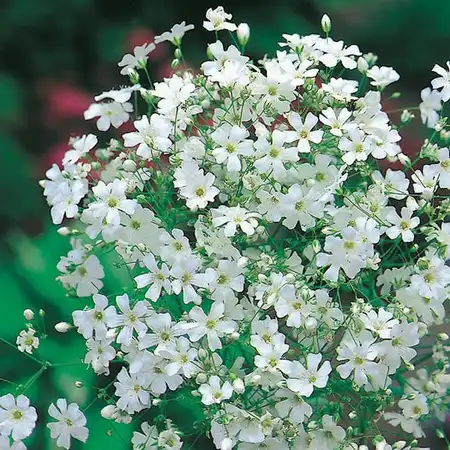 UK/JO-CF GYPSOPHILA Covent Garden - image 2