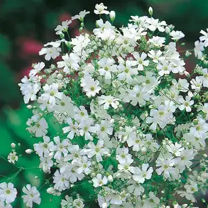 UK/JO-CF GYPSOPHILA Covent Garden - image 2