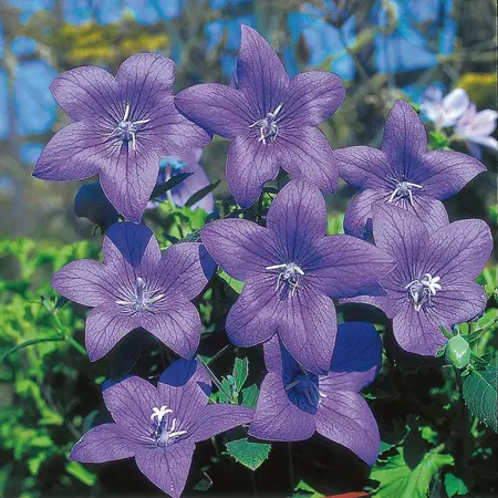 UK/JO-CF PLATYCODON Florists Blue - image 2