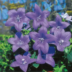 UK/JO-CF PLATYCODON Florists Blue - image 2