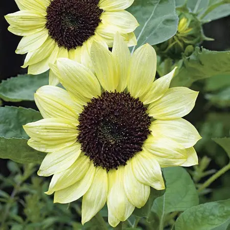 UK/JO-CF SUNFLOWER Vanilla Ice - image 2