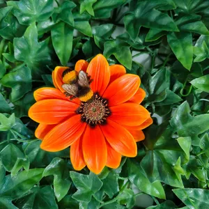 Vivid Arts Hanging Orange African Daisy/Bee F - image 2