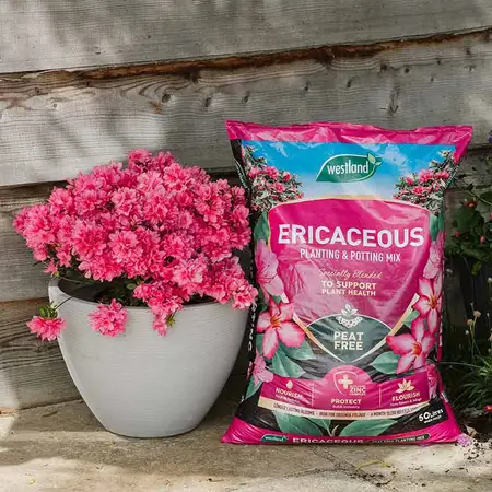 Westland Ericaceous Planting & Potting Mix 50L - image 3