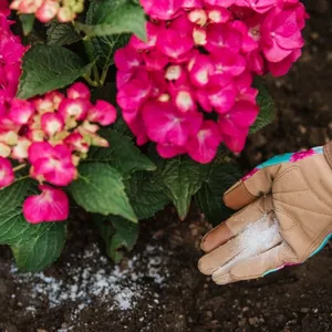 Westland Hydrangea Colourant 500g - image 3