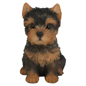 Yorkshire Terrier Pup