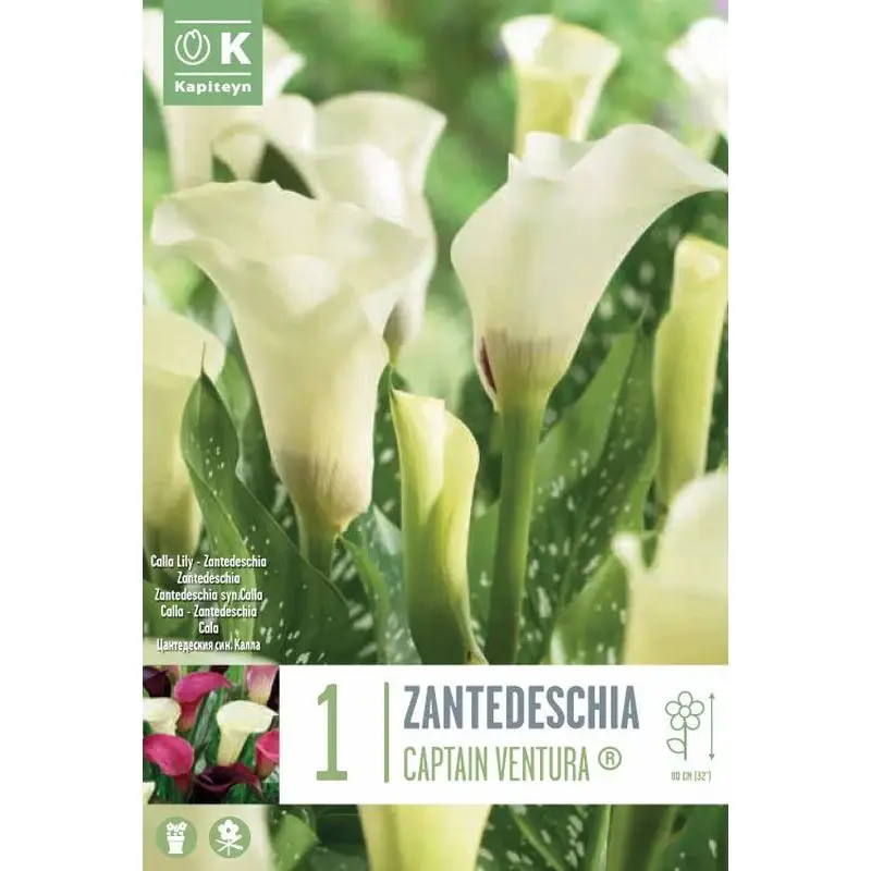 Zantedeschia Captain Ventura ® Syn.Calla - Pennells Garden Centres